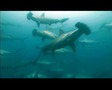 Trailer for Sharks 3D